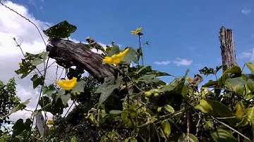 công chiêng Jrai tây nguyên,,,, làng kluh Klah xã ia boong chứ prông,,sơ kết làng,,11/10/2022