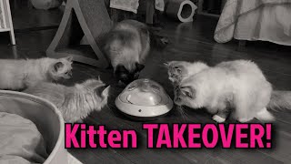 6 cats, 1 toy. Total kitten TAKEOVER 😂 by Fjärilflickans 671 views 4 years ago 5 minutes, 30 seconds