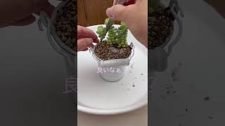 【多肉植物】【園芸】ビアホップ100均ブリキバケツに植え付けました #多肉植物 #多肉植物初心者 #ビアホップ – eve succulent