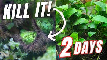 How to Kill Black-Bearded Algae in 2-Days?