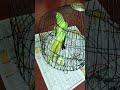 my third house parrot
