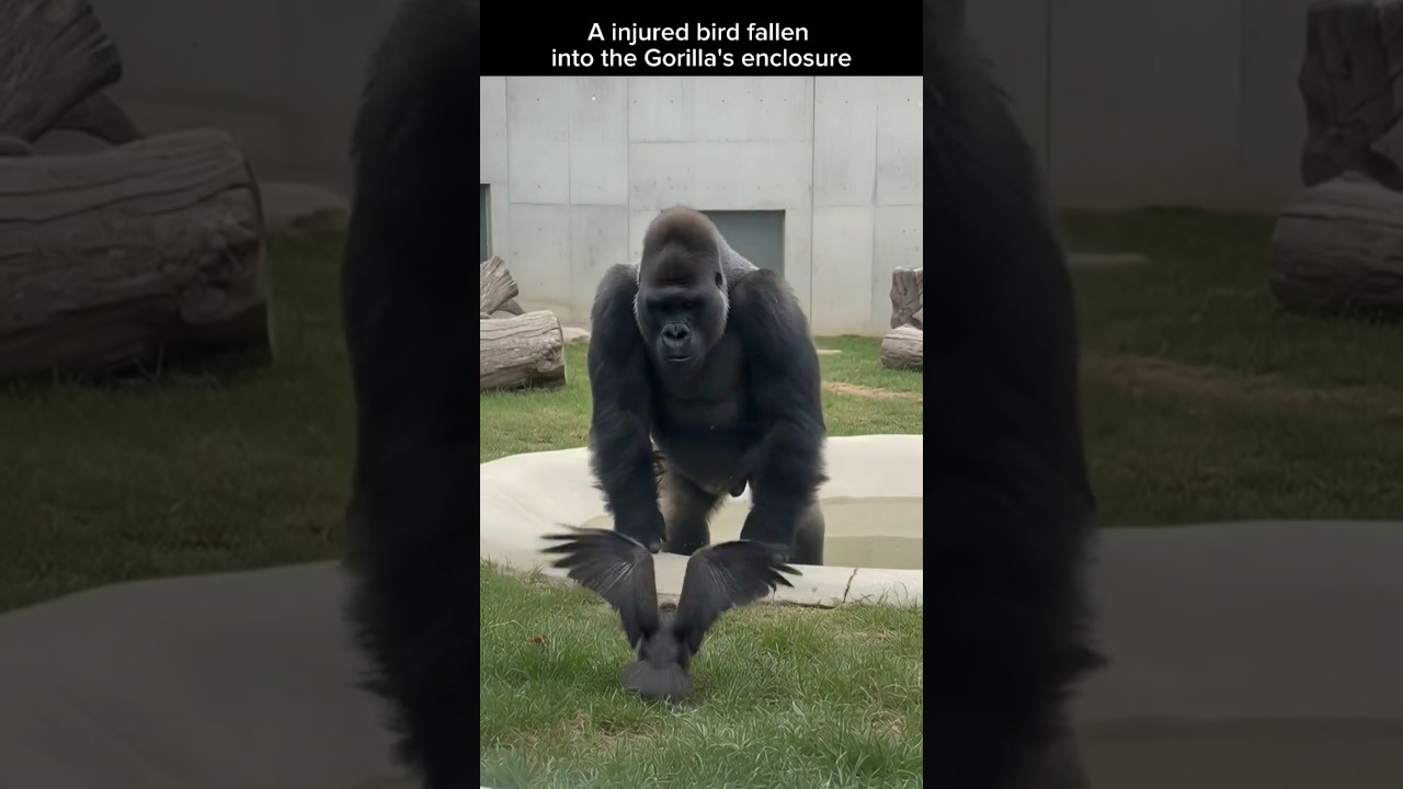 Watch till End | OMG😱😱 | Humanity | Empathy | Caring | Love | Animals | Nature