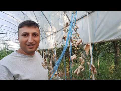 Video: Pavia Roșie De Castan De Cal. Cultivare, îngrijire, Reproducere. Fotografie