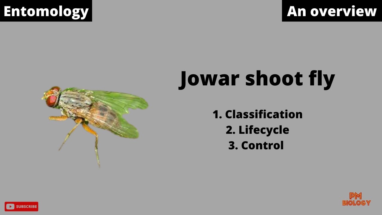 Jowar shoot fly | Entomology | PM Biology