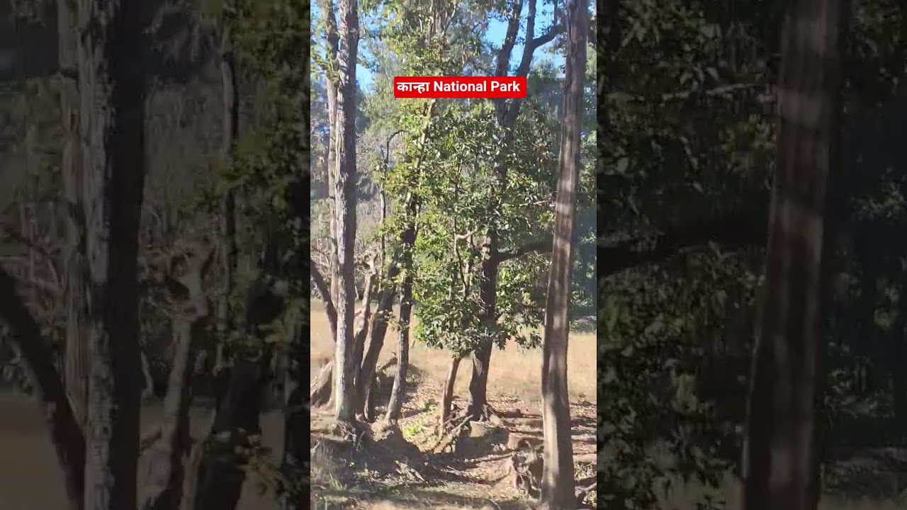 Kanha National Park || कान्हा नैशनल पार्क || बारहसिंगा || Barahsinga || Kanha Kisli