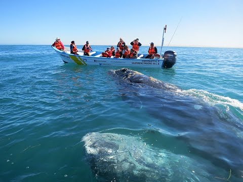 Whale Watching in Mexico - 2017 - YouTube