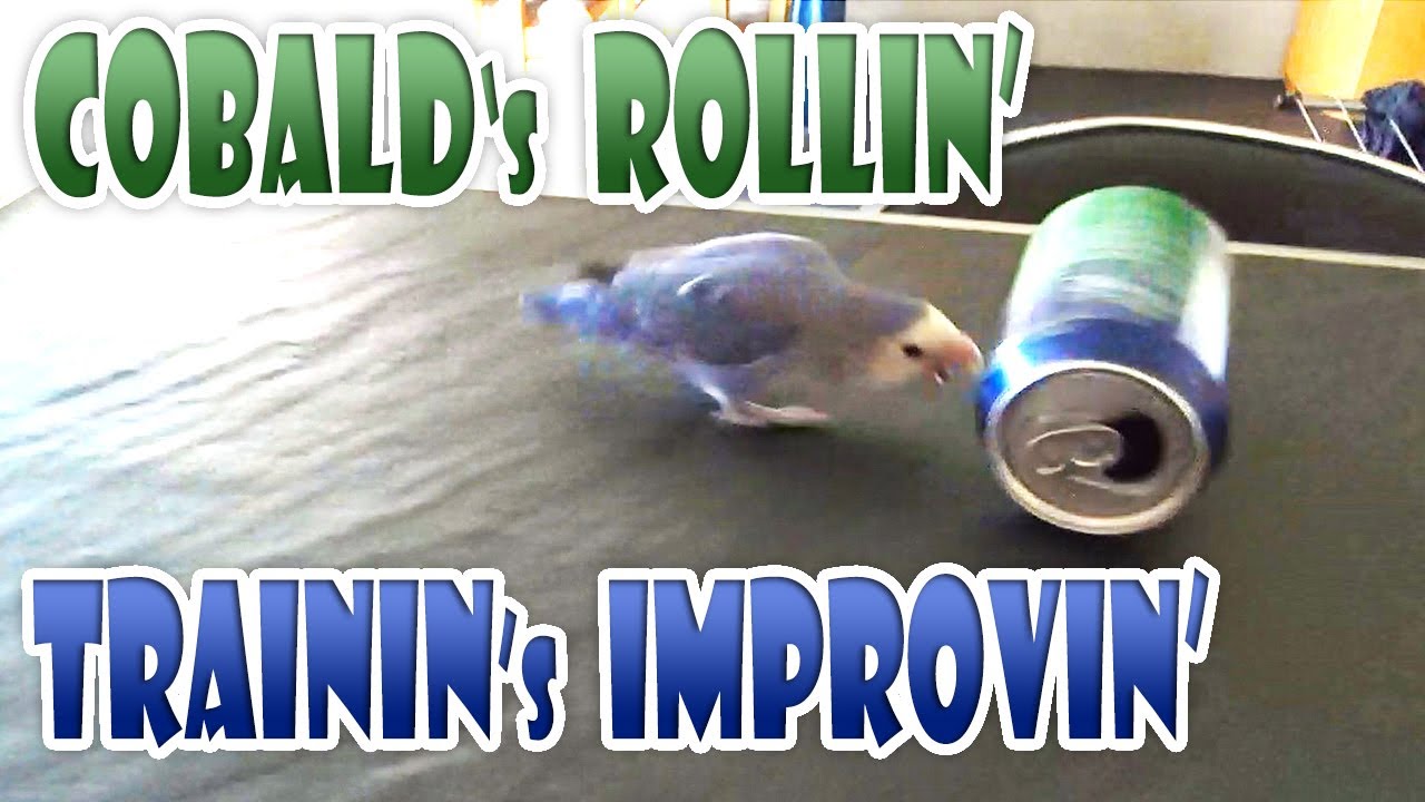 Lovebird Training & Rolling Playing Parrot Tricks PART 2 Agapornis