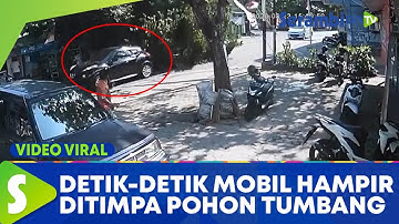 Video Detik-detik Mobil Hampir Ditimpa Pohon Tumbang