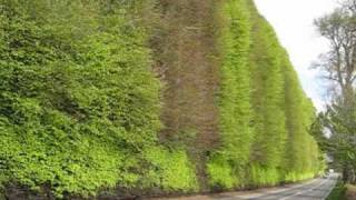 Meikleour Beech Hedge