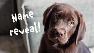 Adorable Chocolate Lab Puppy's First Week Home! + Name Reveal!! by Vika 8,196 views 3 months ago 3 minutes, 7 seconds