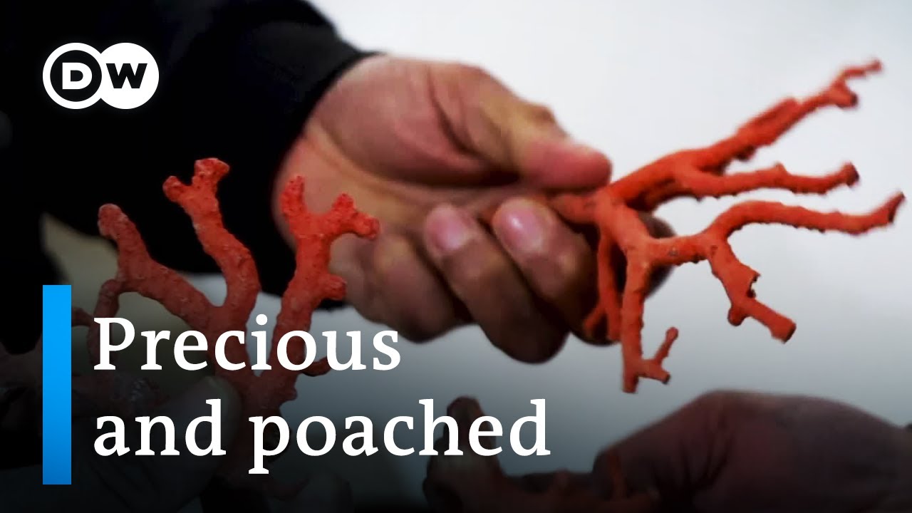 Italy and the illegal red coral trade | DW Documentary