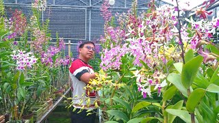 Download Lagu Fully ready, beautiful flowers, low prices, prospective orchids from the Indonesian Sultan's coll... MP3