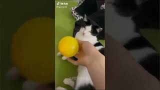 July 27, 2023 Funny Videos Videos Afsoomaali Sound Sounds Fan