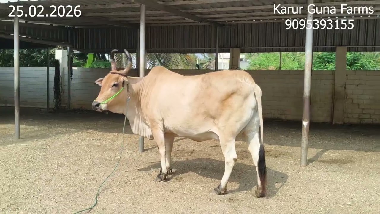 விற்பனைக்கு மயிலை மாடு மற்றும் சந்தனபிள்ளை மாடு இன்றைய பதிவு.