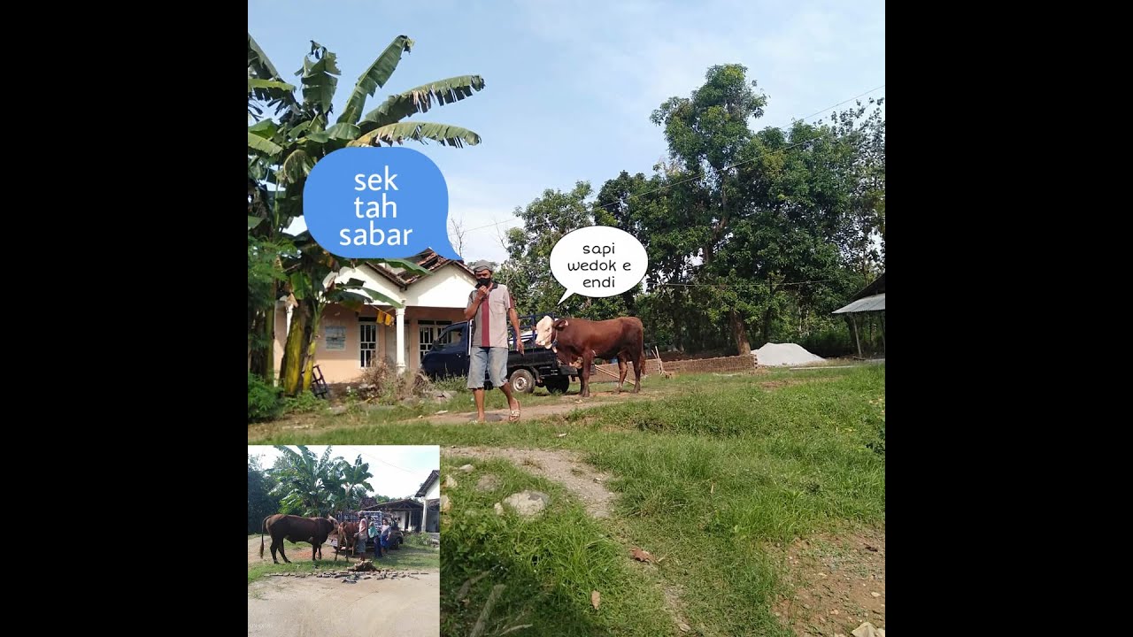 Tips jitu sapi cepat bunting setelah kawin - YouTube