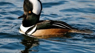 Hooded Merganser (enhanced audio)