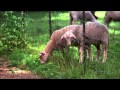 Cheese Slices Series 7 - Washington Promo B