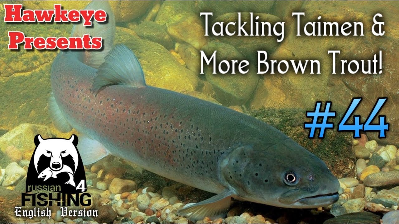 Russian Fishing 4 44 Tackling Taimen & More Brown Trout! YouTube