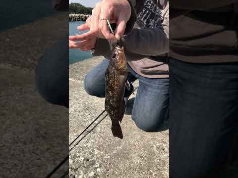 【やんちゅ】20230329釣り🎣fishing🐟アイナメゲット🐟