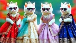 🥰बिल्ली डांस | CutestCat 🍂💃🤣videosfunnydanceDance Videos for cats#funny#dancingcat #cat 