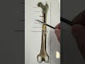 BIOL 105 Long Bone Anatomy