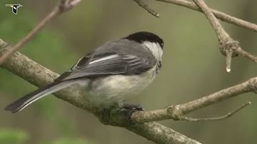 Black-capped Chickadee