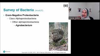 Chapter 11 [Part 3/3] - Characterizing and Classifying Prokaryotes