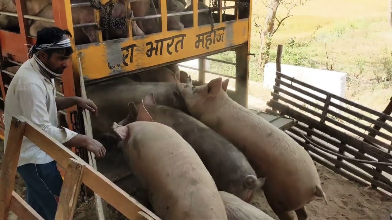 Pig Loading Station | Pig Loading Truck | Pig Loading Video | सूअर पालन ...