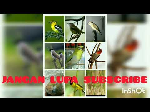 Suara pikat semua burung oplosan mp3