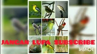 Suara pikat semua burung oplosan mp3