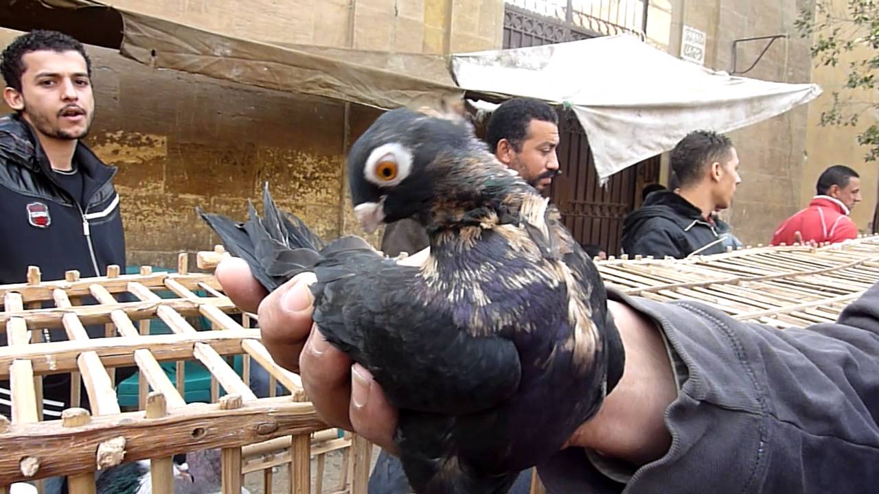 Egyptian pigeon market Cairo YouTube