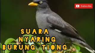 TERBAIK KELUNAKAN BUNYI BURUNG TIONG (AUDIO)