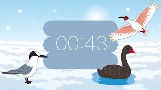 1 minute timer with song for kids and winter birds