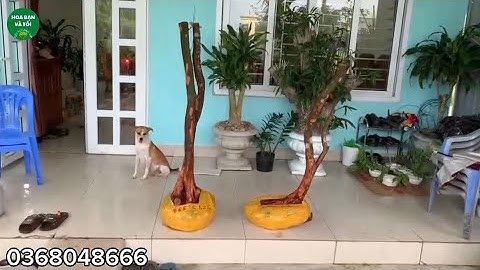 Phôi sim rừng hoa tím.Giao lưu cùng các bác