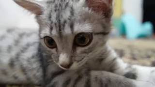 Подобрали с улицы замечательную кошечку. Подобрали с улицы замечательную кошечку.