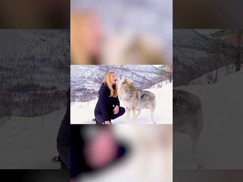 قبلة هذا الذئب الحنونة ستذيب قلبك 