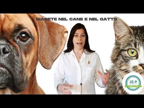 Video: Diabete (epatopatia) Nei Cani