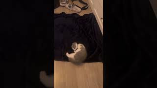 Geri peacefully 🐈