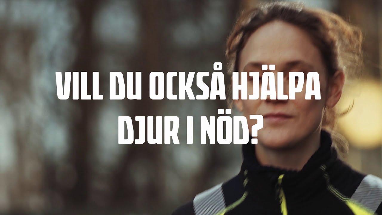 Svenska Djurambulansen hjälper djur och djurägare i nöd