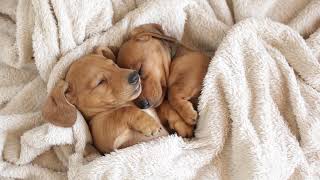 Sleepy Pups Cuddled in a Blanket! Their Little Twitching! 💤 So Cute It Hurts! screenshot 5