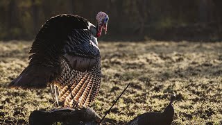 What TURKEY HUNTING Dreams Are Made Of