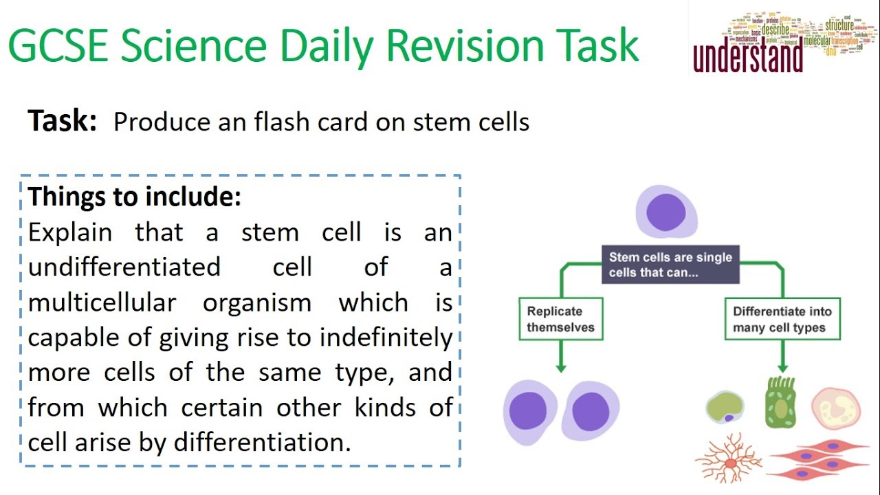 GCSE Science Daily Revision Task 3 Stem Cells YouTube