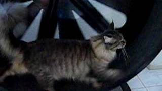Vaskebjorns Duvessa in her trainingwheel