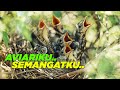 AVIARYKU SEMANGATKU - Burung Beranak, Hutan mini jadi Semarak