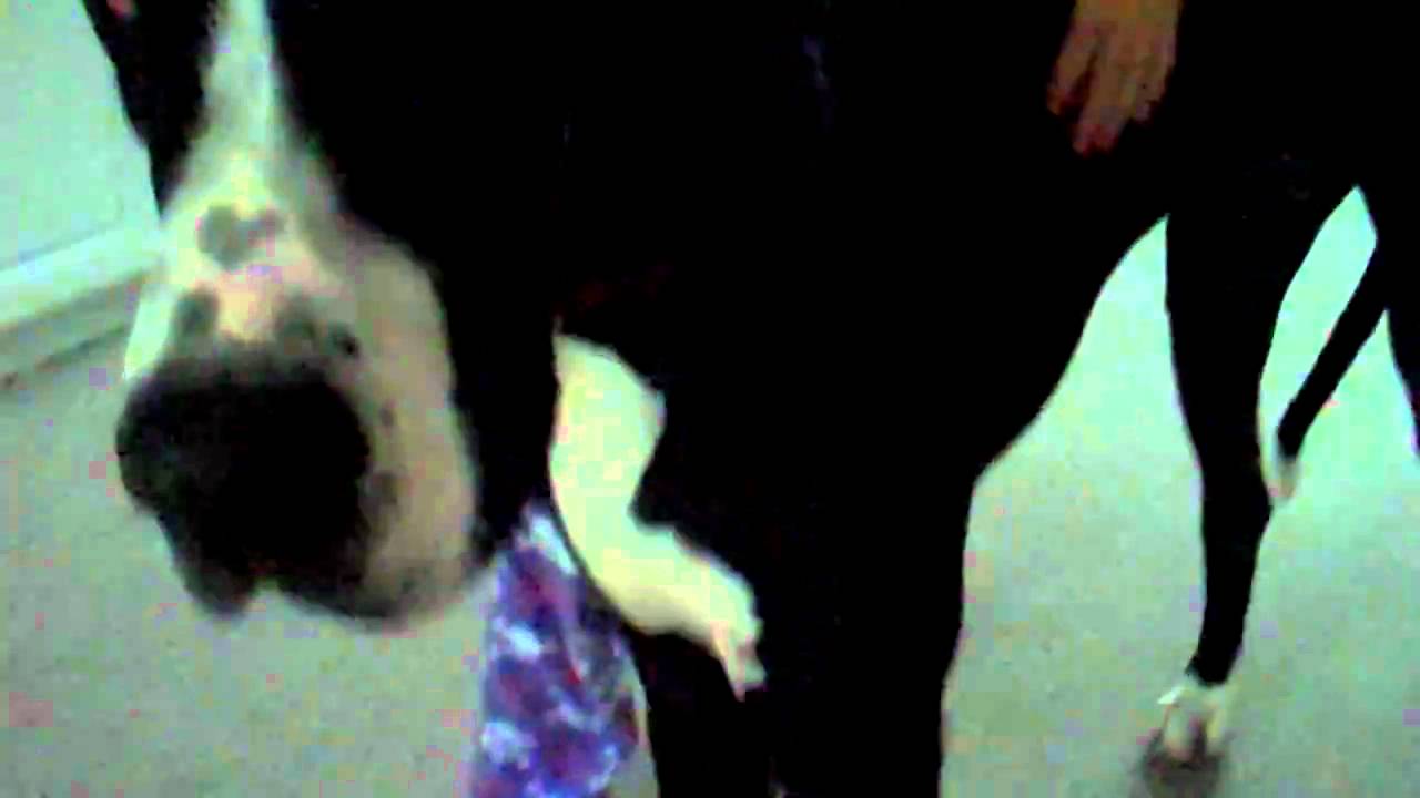 BIGGEST DOG EVER! AS TALL AS GIRL! YouTube
