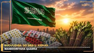 Sucuudiga oo qabtay dad tahriibinayey Qaad iyo Xashiishad