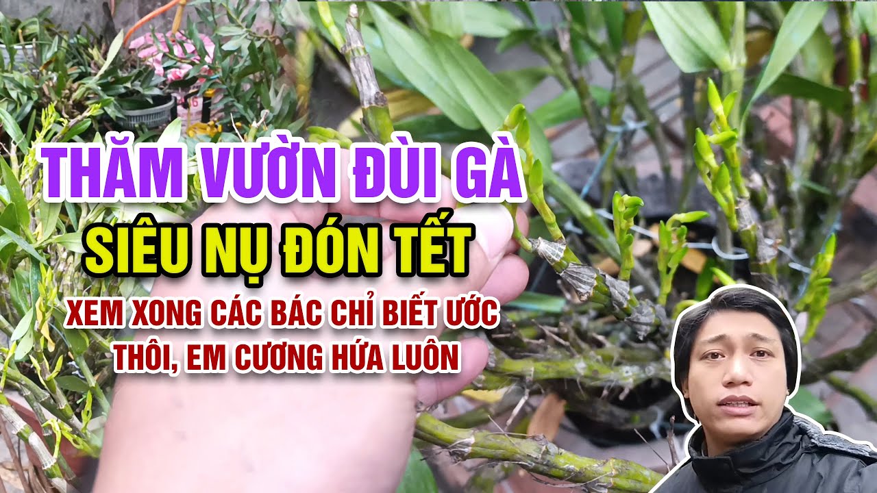 Choáng ngợp với độ siêng nụ của lan đùi gà tại vườn em cương