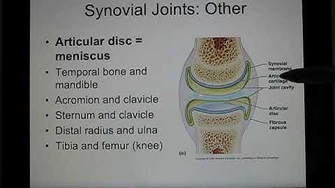 ACC Biol2401 AP I Skeletal System3 - joint