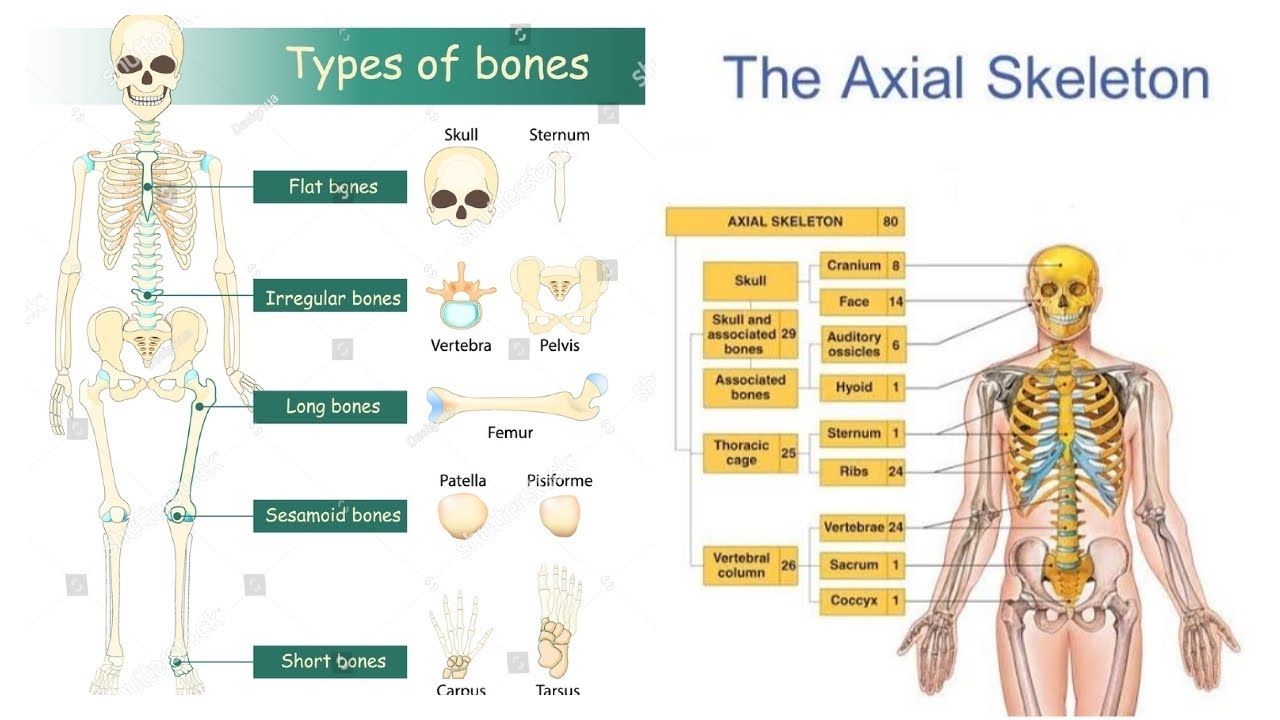 axial skeleton in hindi | कंकाल तंत्र | classification of bones अक्षीय ...