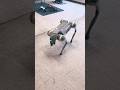 My Robot Dog went mad!